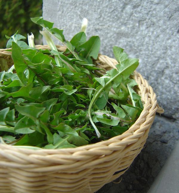 Feuilles vertes pour Pâques