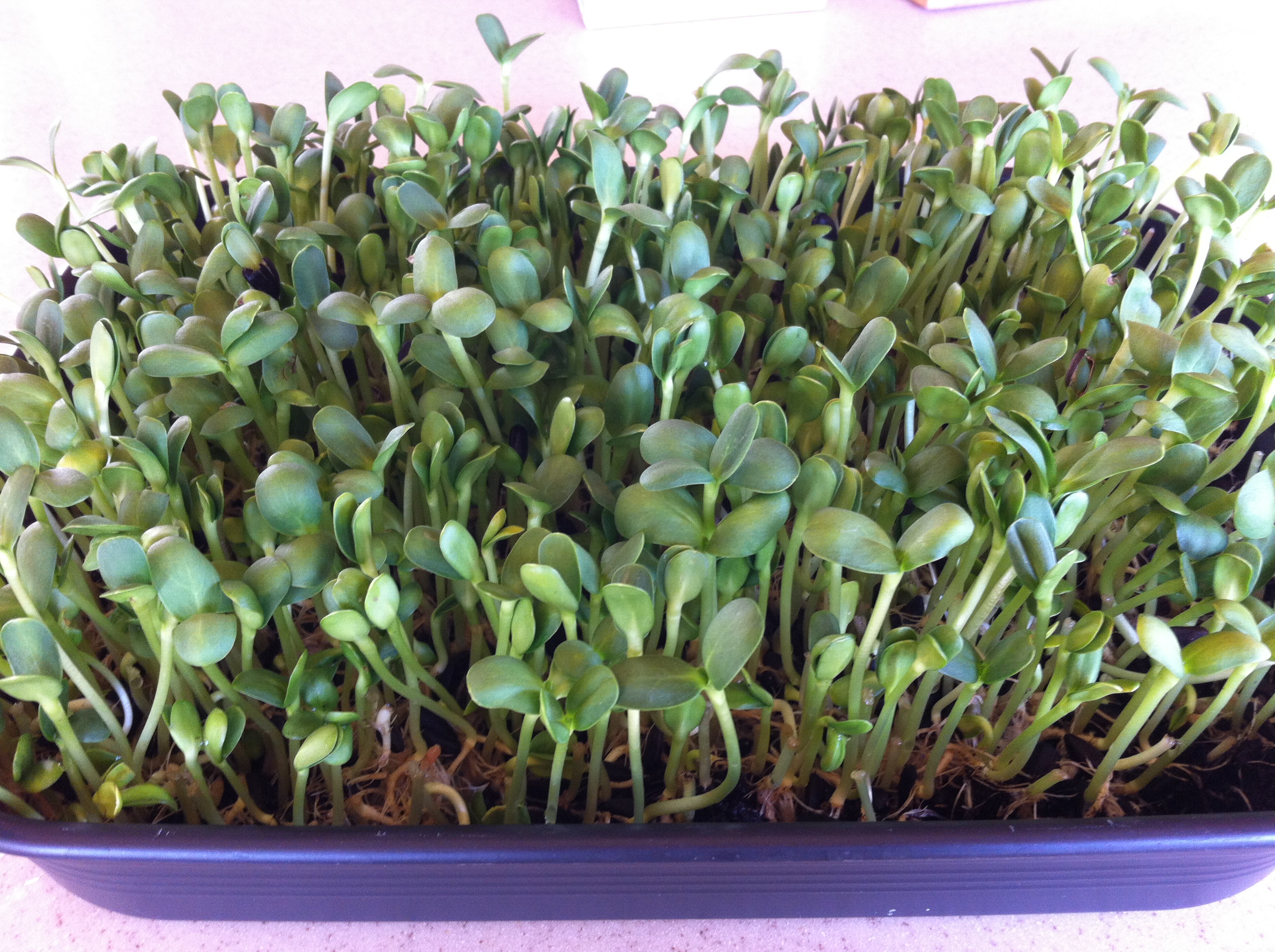 Il est plus que jamais temps de changer votre mode de vie ! (suite)