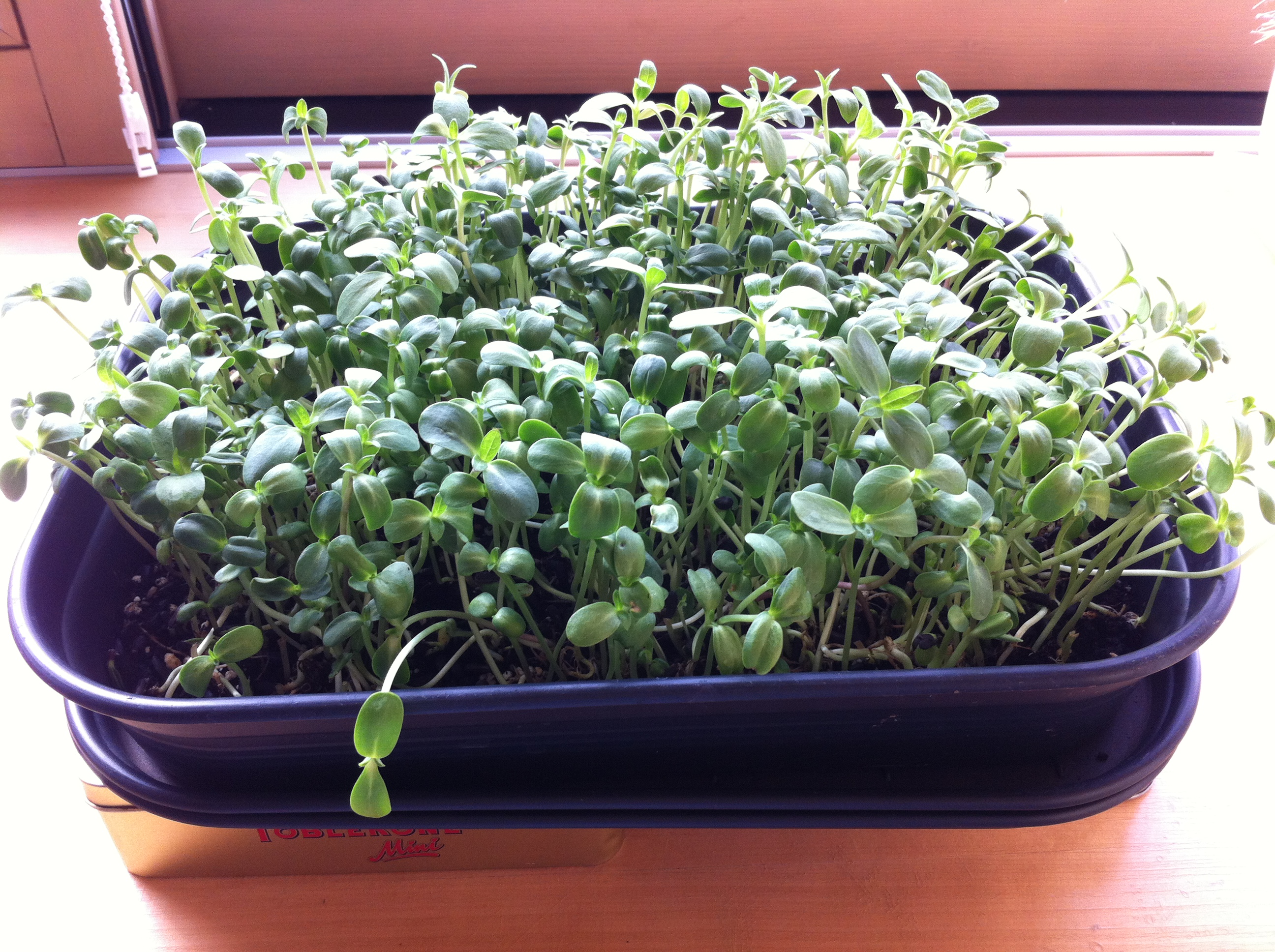 Cultivez vos graines germées!