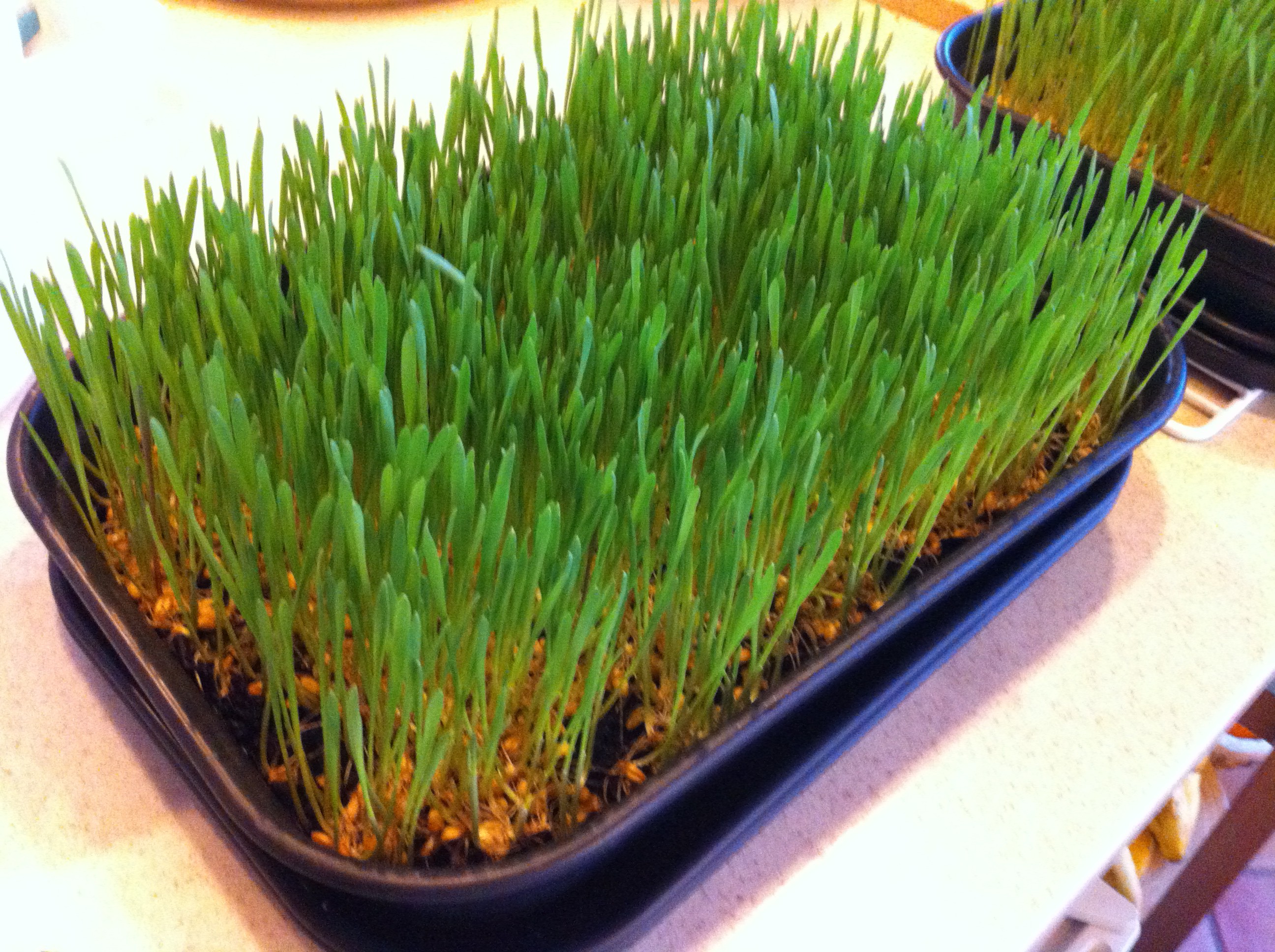 Le jus d’herbes, un produit miracle