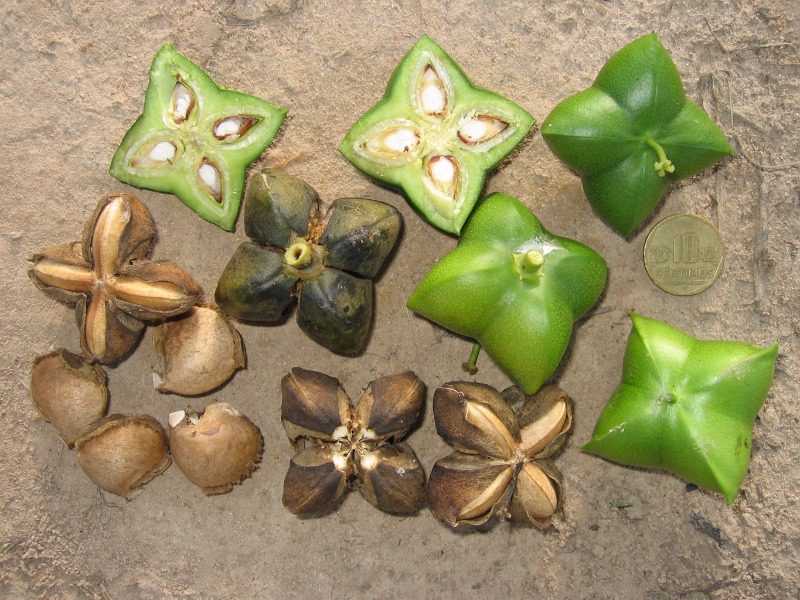 Les bienfaits de l’huile de Sacha Inchi