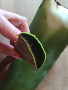 Aloe vera 2