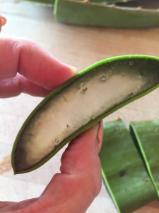 Aloe vera 3