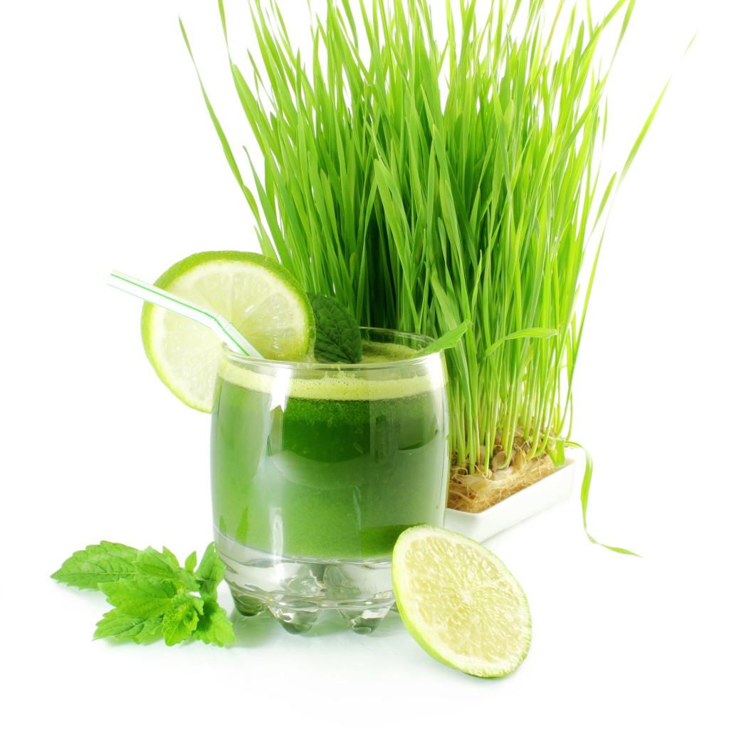 fresh sprouted wheat grass juice with wheat grass in white background