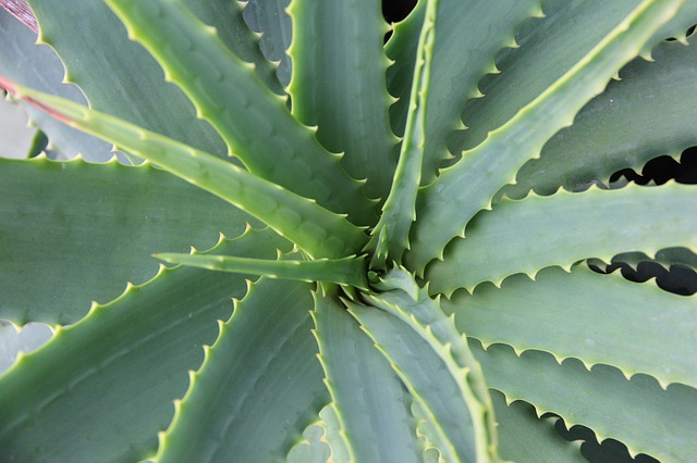 Les remarquables bienfaits de l’Aloe Vera