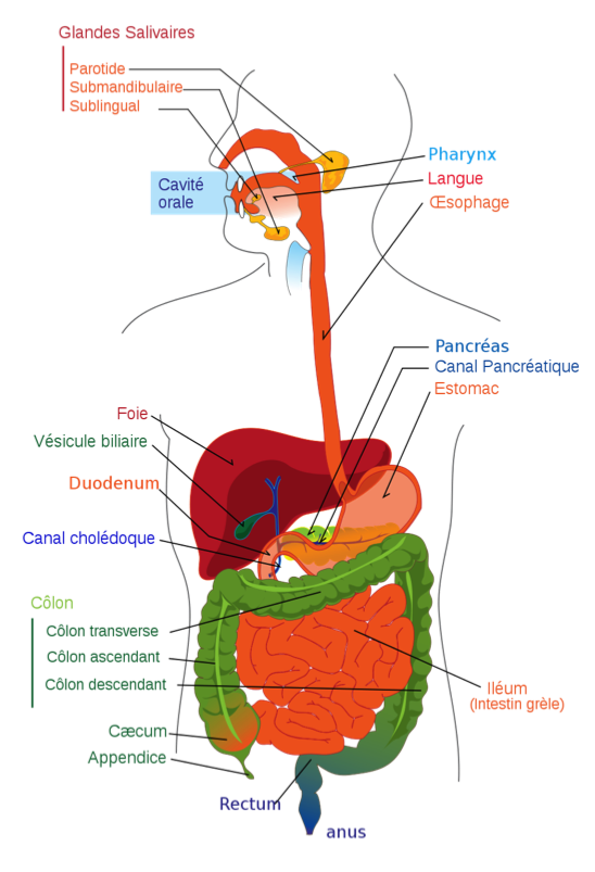 Anatomie de la digestion