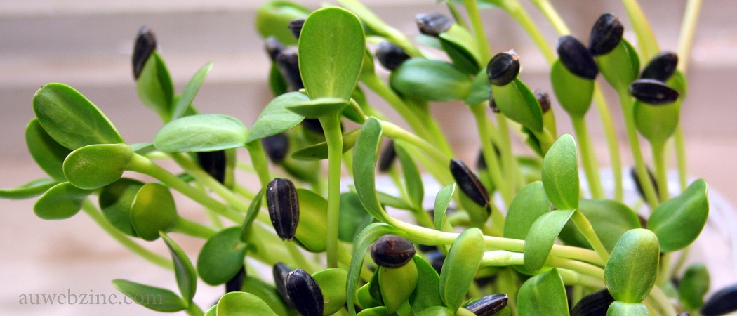 Les graines germées et les enzymes sont d’une puissance exceptionnelle!